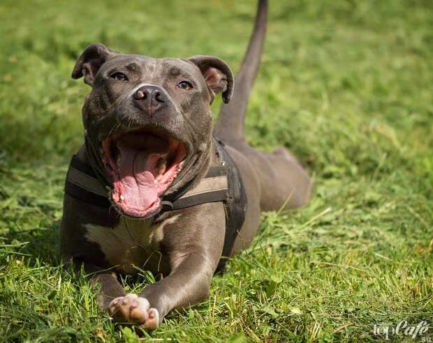 Американский стаффордширский терьер - одна из популярных пород бойцовских собак
