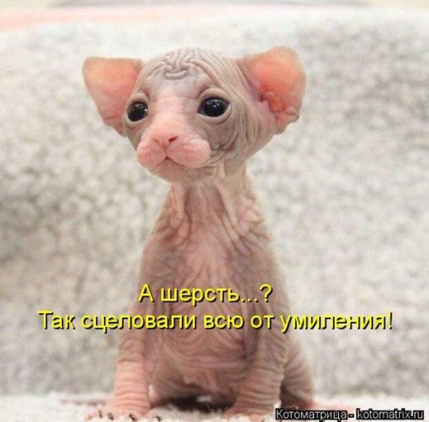 Свежая котоматрица для всех (38 фото)