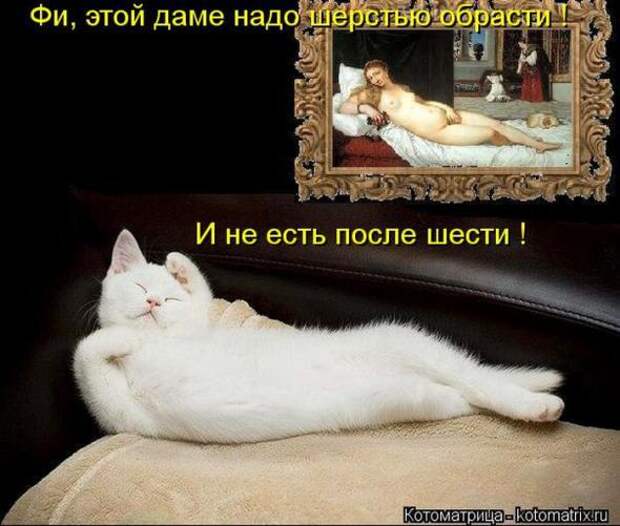 Котоматрицы(картинки с надписями)