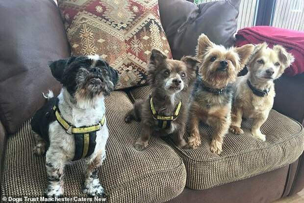 Самая старая собака Британии отметила свой 21-й день рождения великобритания, долгожитель, домашние животные, домашние питомцы, домашний питомец, собака, собаки, чихуахуа