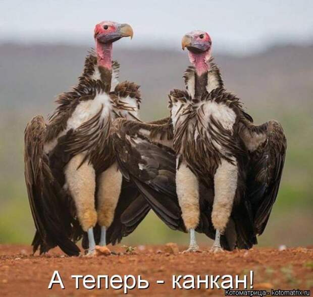 Лучшие котоматрицы недели (50 фото)