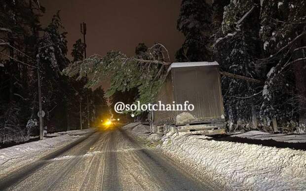 Дерево рухнуло на припаркованную с прошлого года фуру под Рязанью