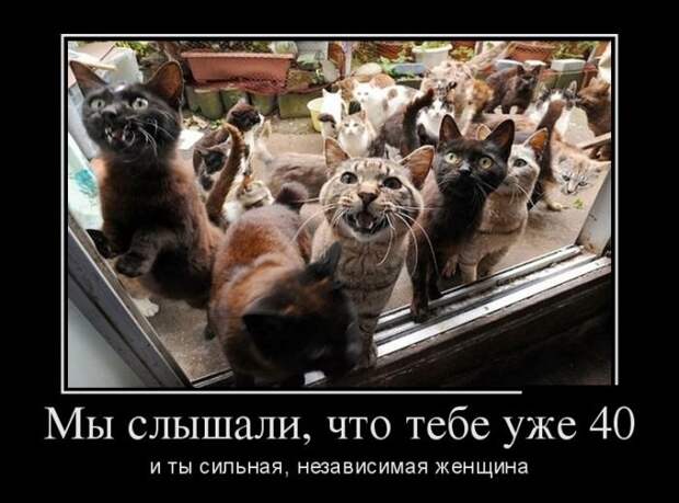 Демотиваторы (30 фото) Демотиваторы (30 фото)
