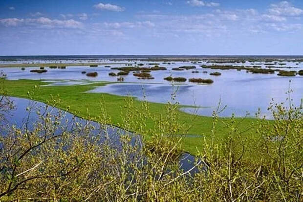 Крапчатые суслики освоились в Брянской области