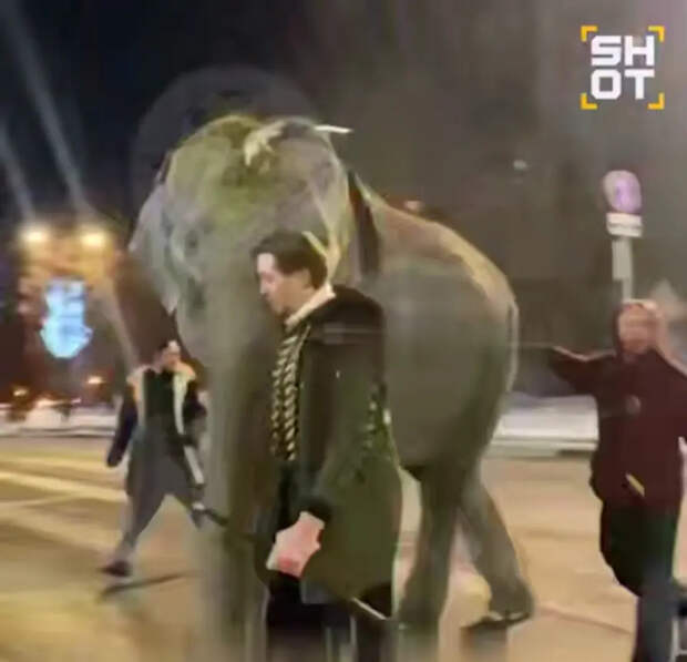 Слон сбежал из цирка в Самаре и гулял по городу в 20-градусный мороз