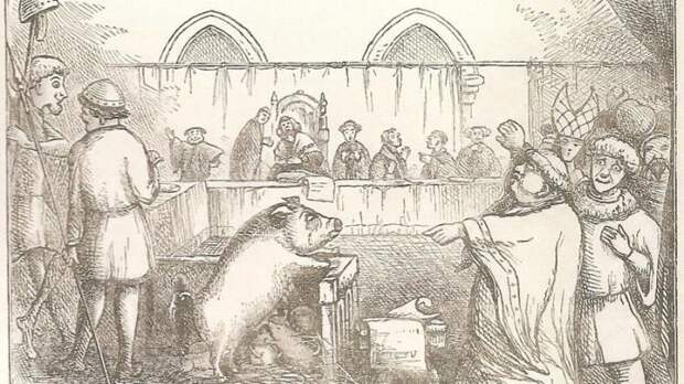 В средневековой Европе животных судили наравне с людьми. Самое раннее упоминание этого — суд над свиньёй в 1266 году в Фонтеней-о-Роз исторические факты, история, факты, человечество