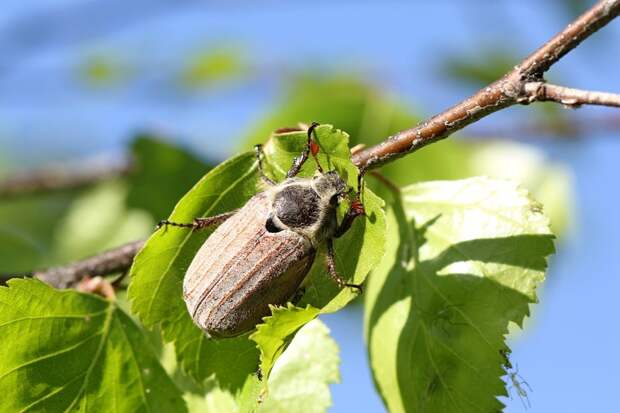 Знакомые незнакомцы - майский жук животные, интересно знать, майский жук, факты