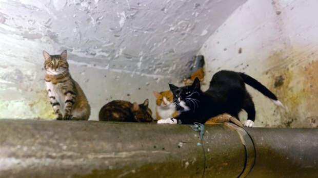 Кошачий прайд