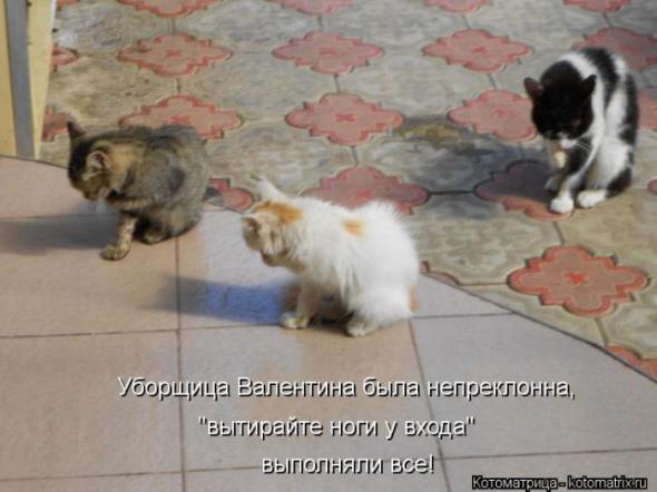 Котоматрицы(картинки с надписями)