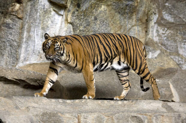 Две тигрицы убили смотрителя и сбежали из зоопарка в Индонезии