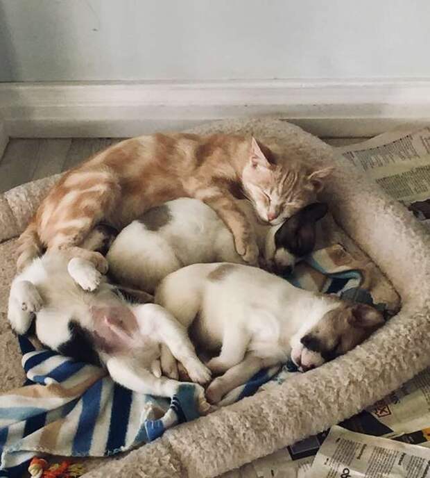 Кошка потеряла своих котят, но заменила маму осиротевшим щенкам Кошка потеряла своих котят, но заменила маму осиротевшим щенкам
