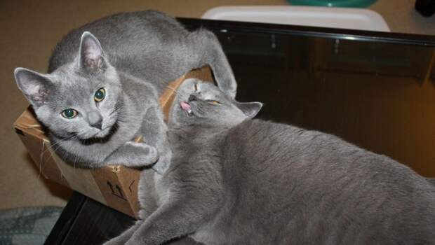 15 правил жизни настоящего кота catrules12 15 правил жизни настоящего кота