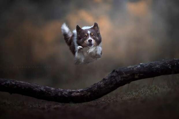 Динамичные снимки Клаудио Пикколи «Собаки в действии»