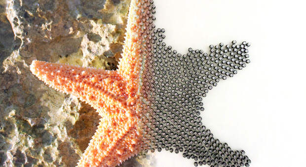A swarm of more than a thousand tiny robots assembled itself into the shape of a starfish and other complex patterns.