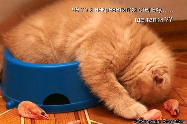 Лучшие котоматрицы недели (50 фото)