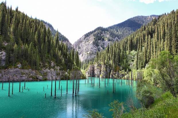 Затопленный лес в Казахстане интересное, казахстан, озеро Каинды
