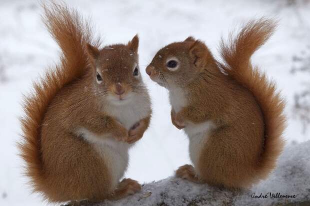 Фотография забавная жизнь белок Andre Villeneuve Фотография забавная жизнь белок Andre Villeneuve