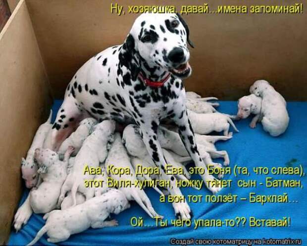 Котоматрицы (картинки с надписями)