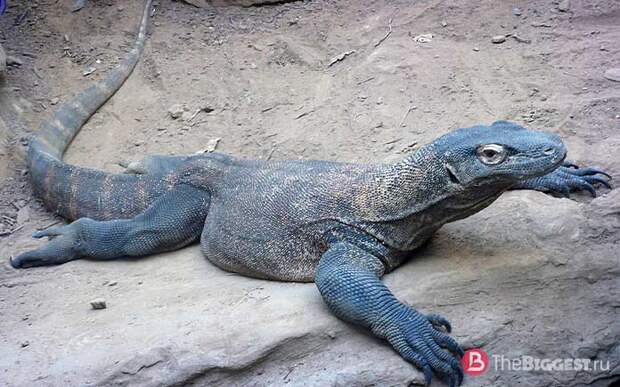 Самые большие ящерицы: Varanus komodoensis
