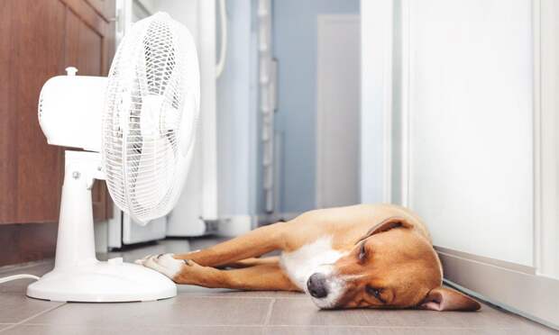 Никаких догонялок и еще 9 правил для дома, как охладить своего питомца в жару