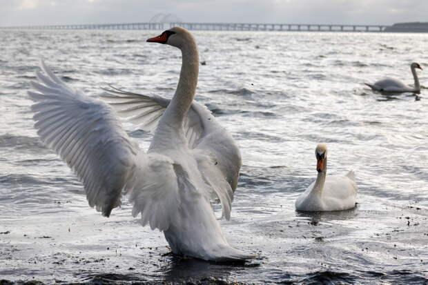 В Смоленской области спасли застрявшего в сетях лебедя