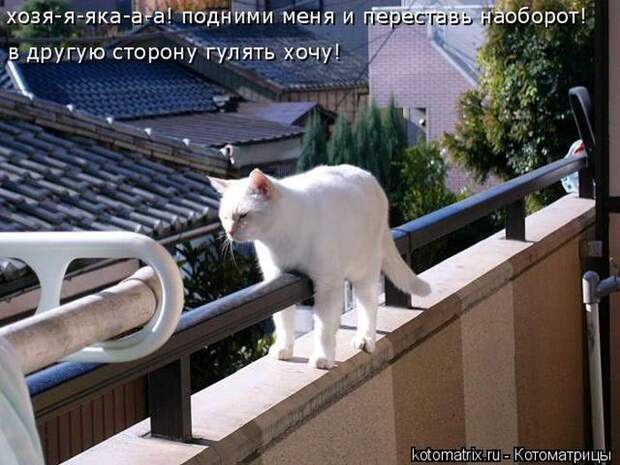 Лучшие котоматрицы недели