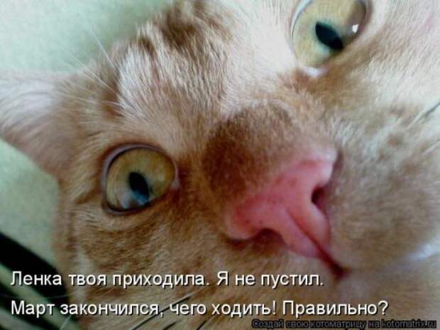 Котоматрицы(картинки с надписями)