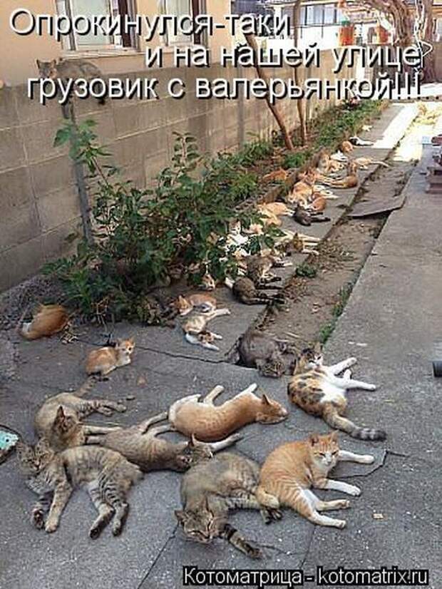Котоматрицы(картинки с надписями)