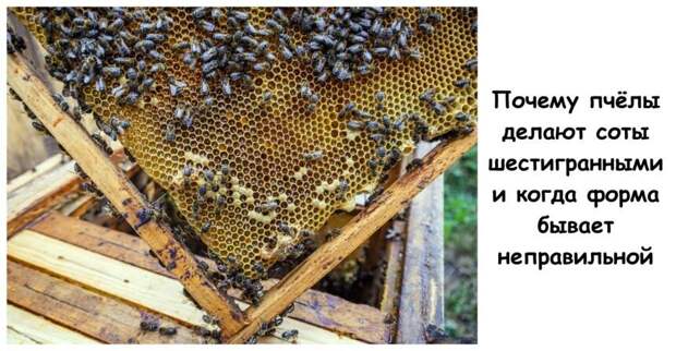 Почему пчёлы делают соты шестигранными и когда форма бывает неправильной