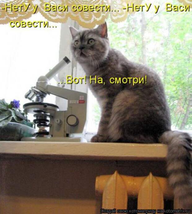 Котоматрицы(картинки с надписями)