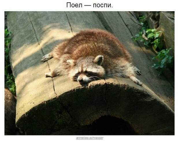Еноты плохого не посоветуют.