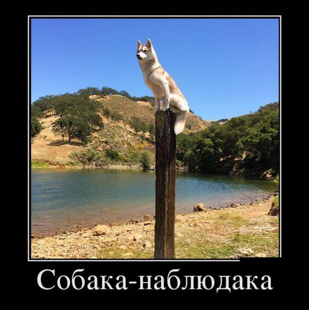 Демотиваторы (30 фото)