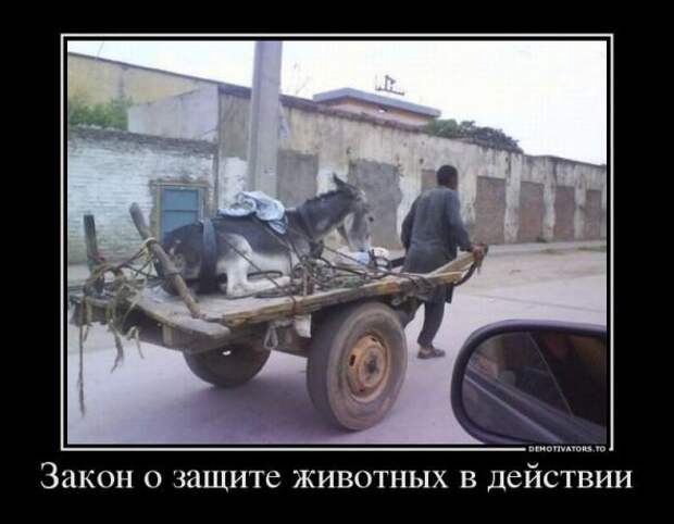 Немного новых демотиваторов
