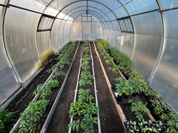 Не пропустите эти даты: лунный календарь для огурцов-2026 — когда сажать, чтобы не остаться без урожая