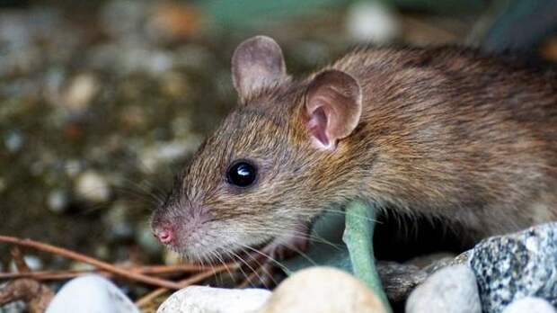 Лапник защищает не только от мороза, но и от мышей