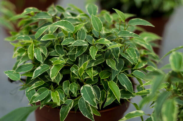 ПНИПУ: разработана система, которая распознает болезни растений с точностью до 90%