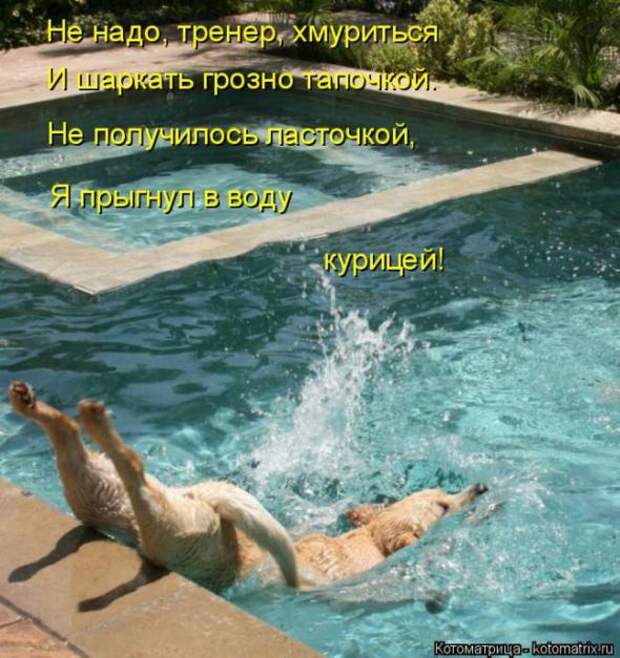 Котоматрицы(картинки с надписями)