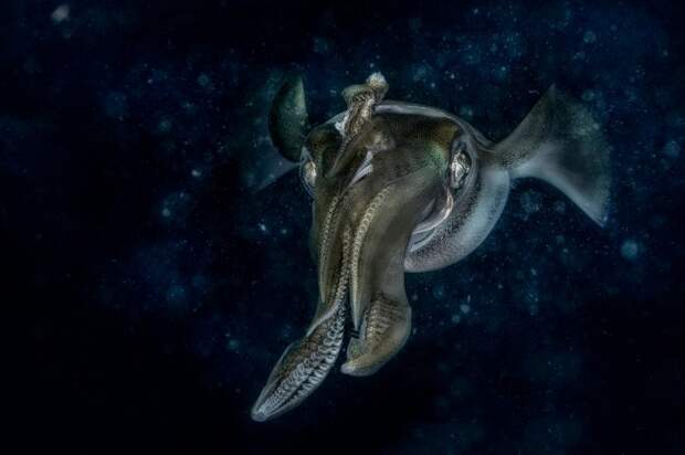 Лучшим в номинации «Под водой» стал итальянский фотограф Клаудио Цереси (Claudio Ceresi), запечатлевший охотящегося у рифа Манадо кальмара.