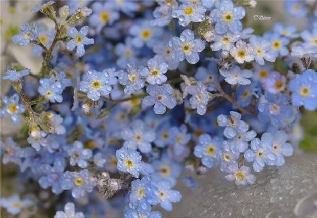 Нежные цветы в фотонатюрмортах Татьяны Образ