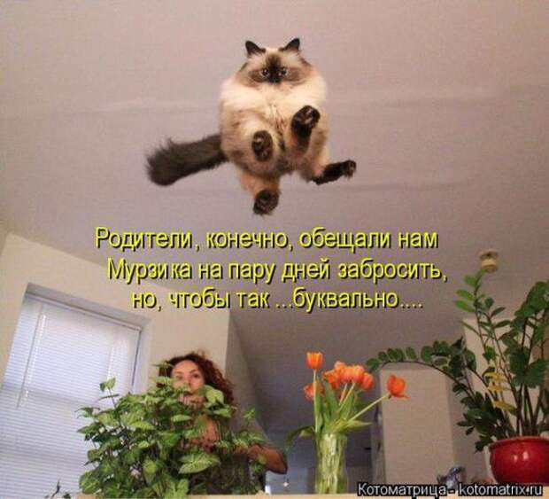 Котоматрицы(картинки с надписями)