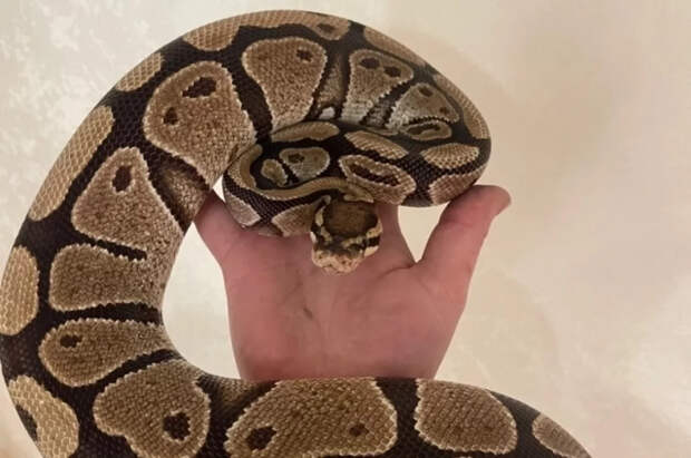 Ученые во Флориде превратили опоссумов в охотников на гигантских питонов