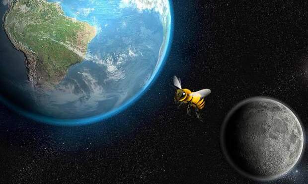 Интересные факты о пчелах, Пчелы в космосе