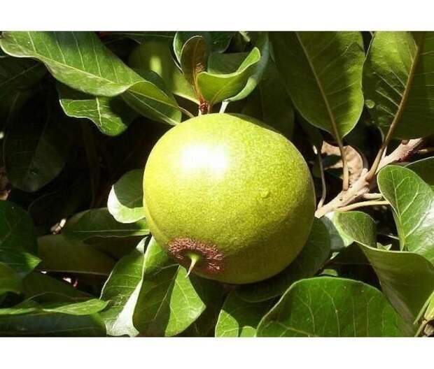 Pouteria lucuma — плодовое дерево, вид растений из рода Путерия, семейства Сапотовые. Лукума представляет собой сладкий плод субтропического дерева, произрастающего на территории Андских долин, Гавайских островов, Коста-Рике и Мексике из него делают Pouteria lucuma — плодовое дерево, вид растений из рода Путерия, семейства Сапотовые. Лукума представляет собой сладкий плод субтропического дерева, произрастающего на территории Андских долин, Гавайских островов, Коста-Рике и Мексике из него делают