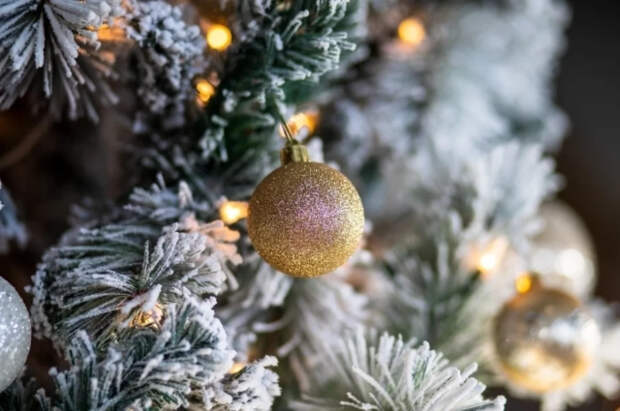 Эксперт Прокофьев посоветовал не покупать новогоднюю елку слишком рано