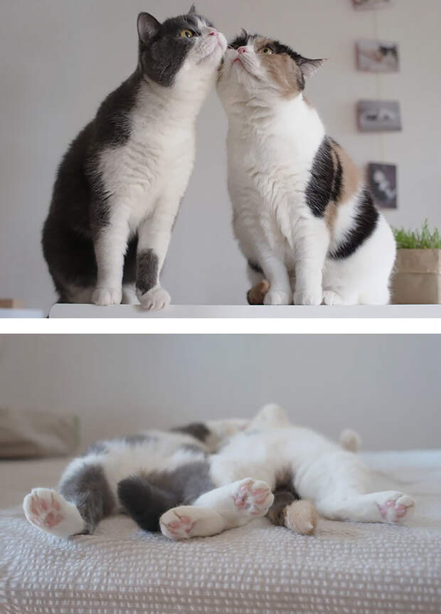 6. Любовь. котики, коты, кошки, любовь., чувства