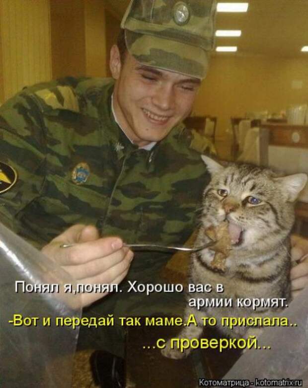Котоматрицы(картинки с надписями)
