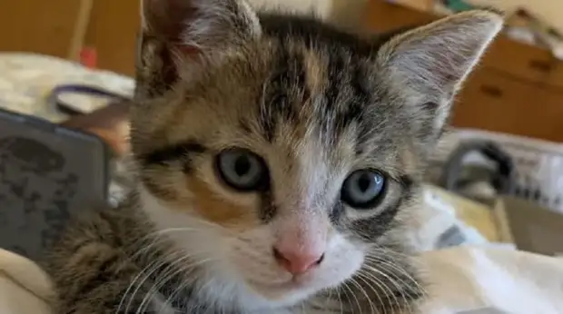 kitten 15022020 kitten