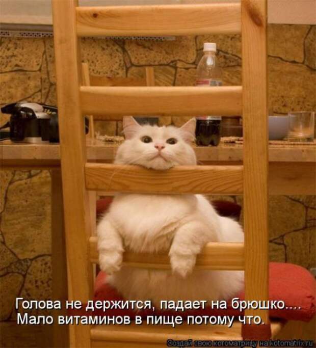 Котоматрицы(картинки с надписями)