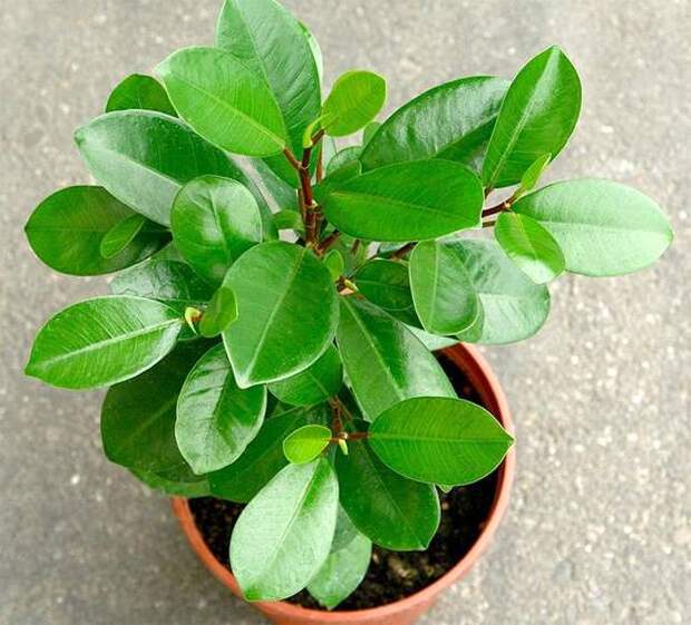 Самые полезные комнатные растения Фикус микрокарпа (Ficus microcarpa), фото фотография растения для квартиры