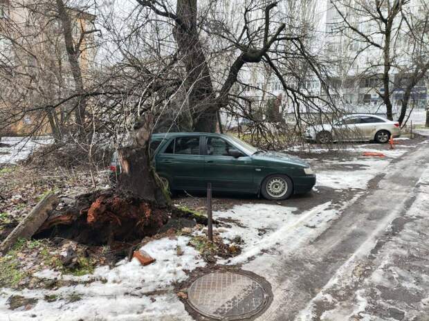 Дерево упало на автомобиль на пр